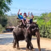 Słonie - Baśniowa Tajlandia wycieczka objazdowa po Tajlandii